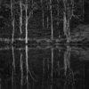 grayscale photo of trees and body of water